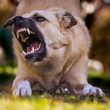 Kopie von Hundewanderung-2 Kopie